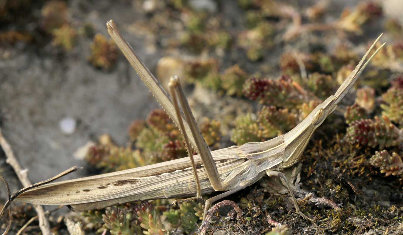 Gewöhnliche Nasenschrecke