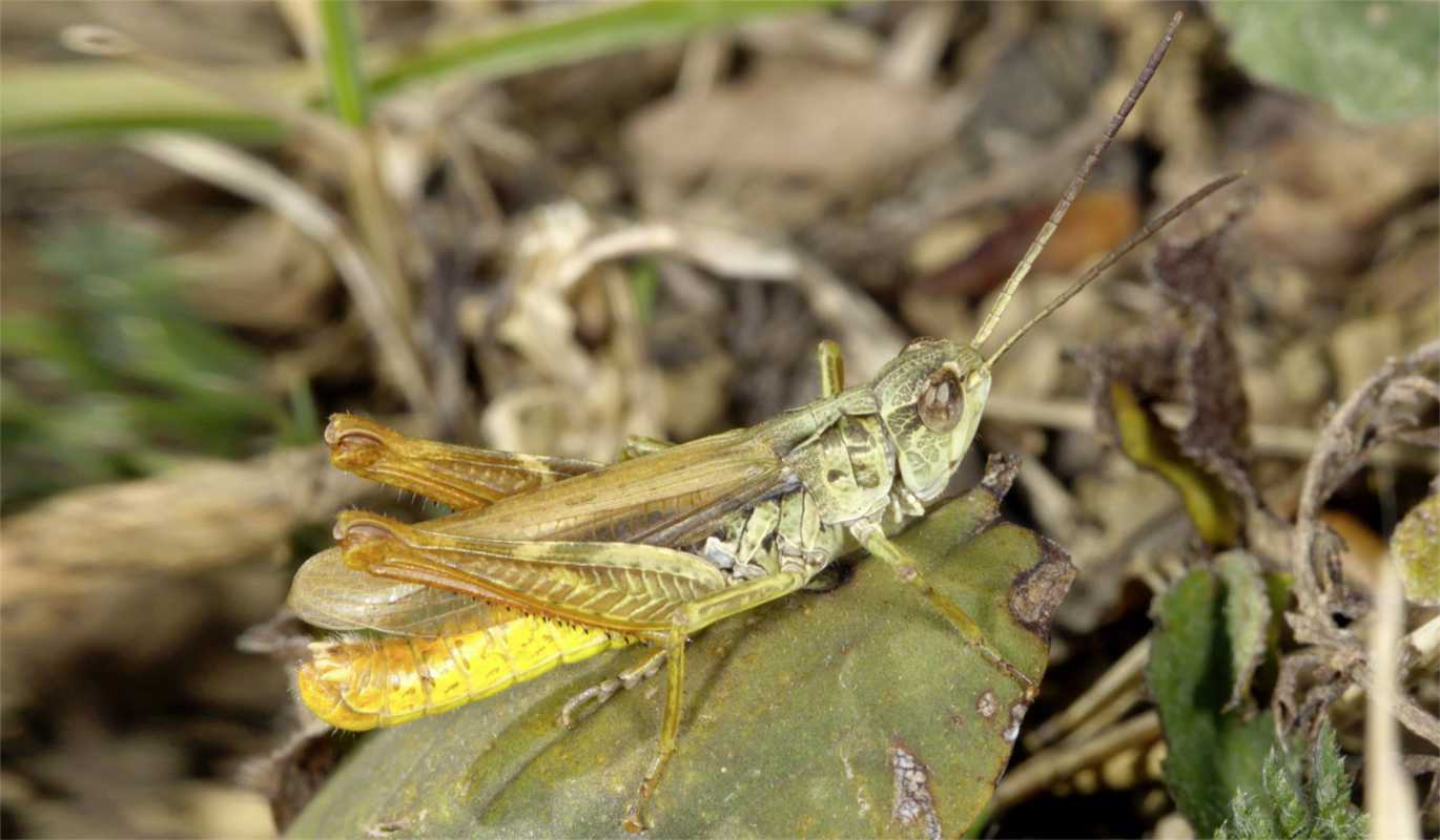 Feldgrashüpfer