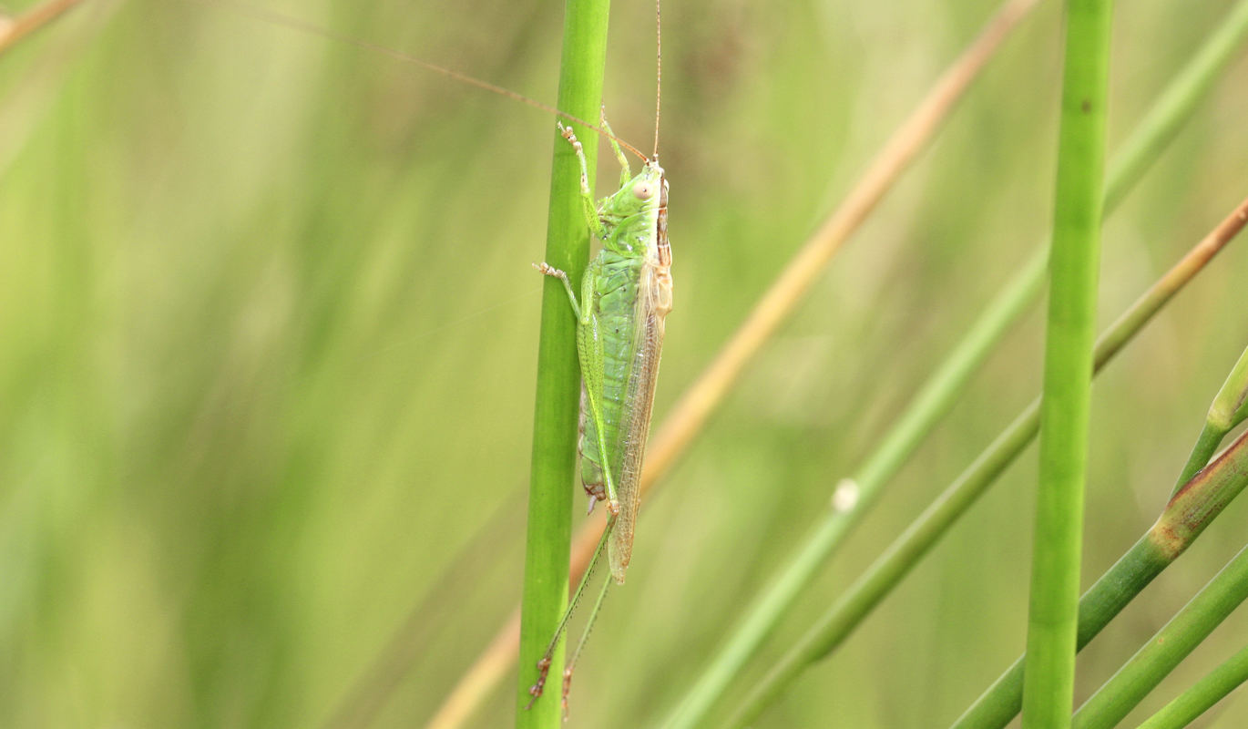 Langflügelige Schwertschrecke