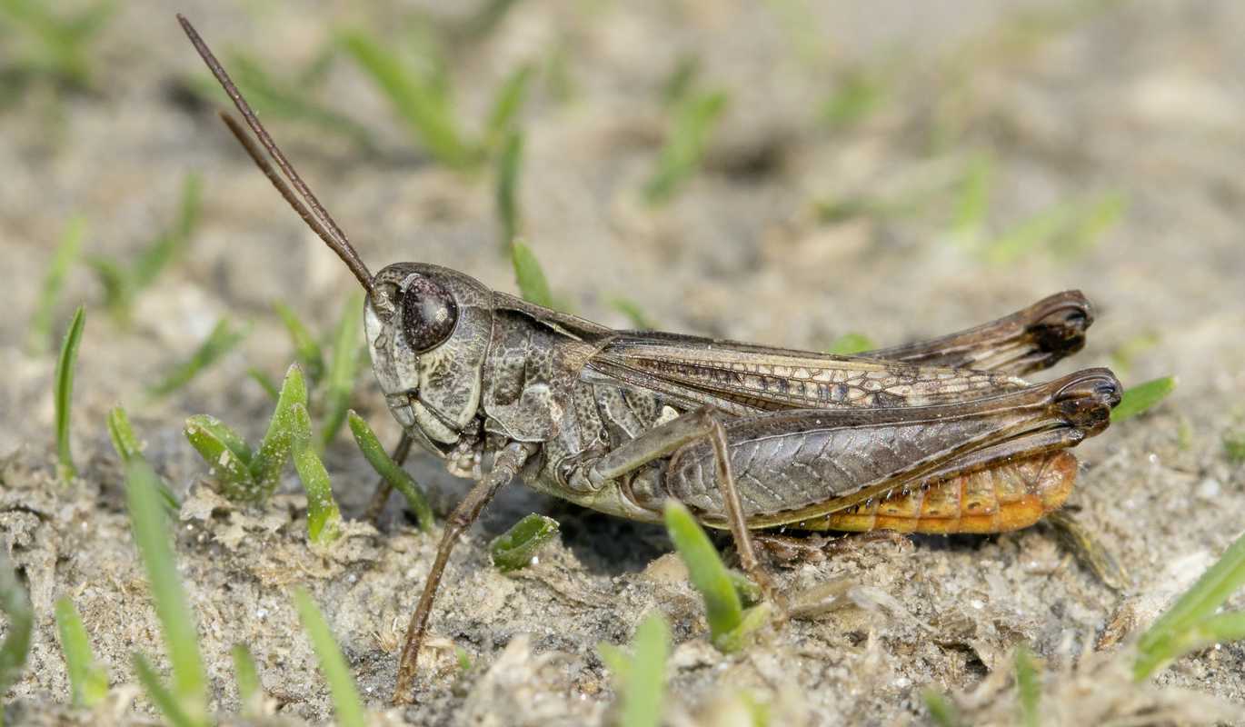 Rotleibiger Grashüpfer