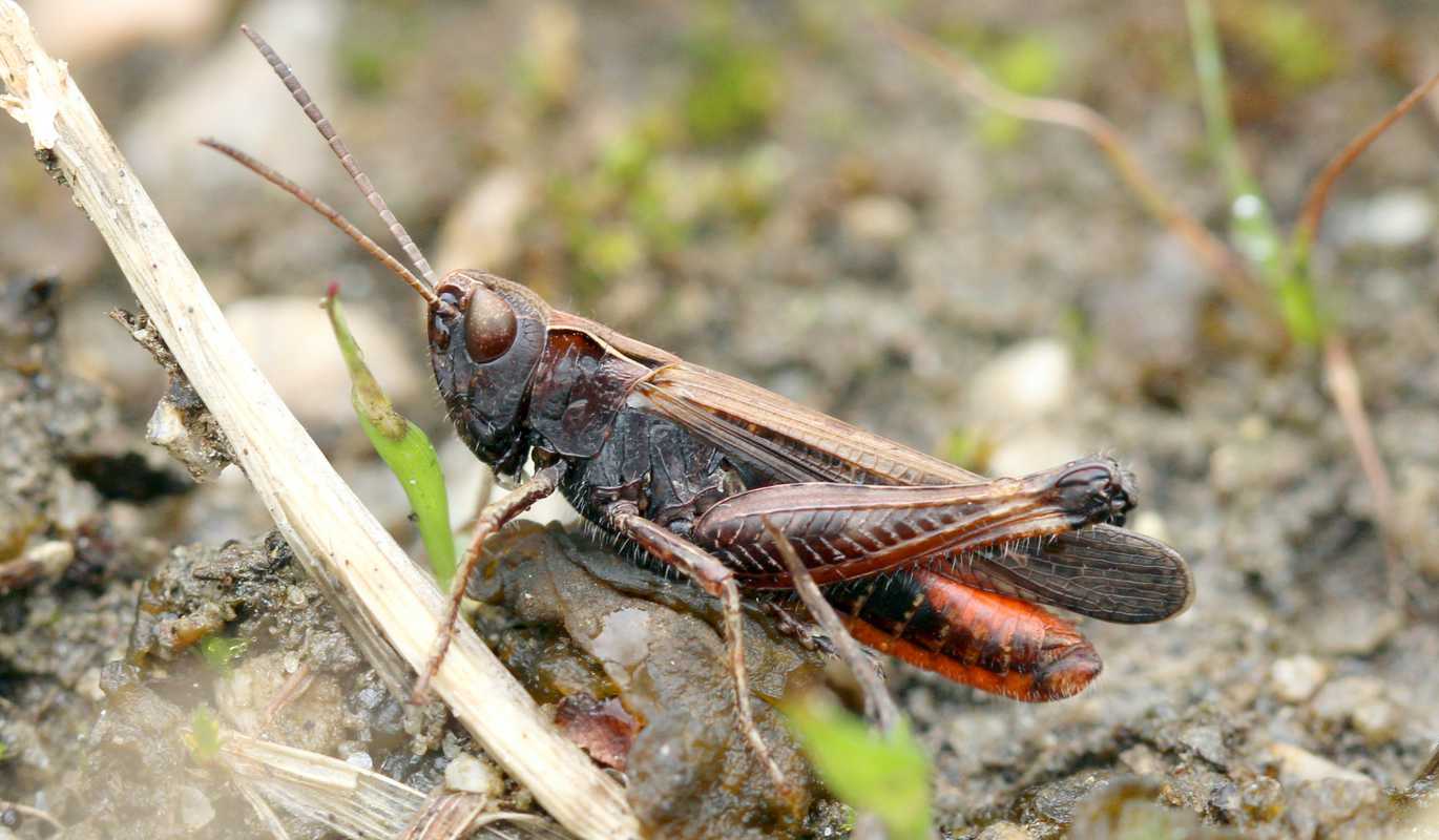 Buntbäuchiger Grashüpfer