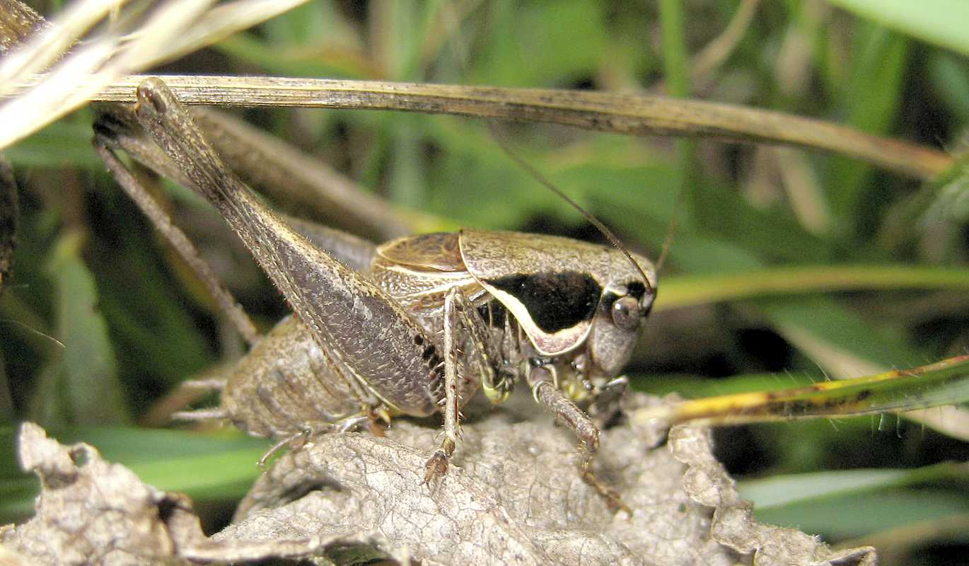 Südliche Strauchschrecke