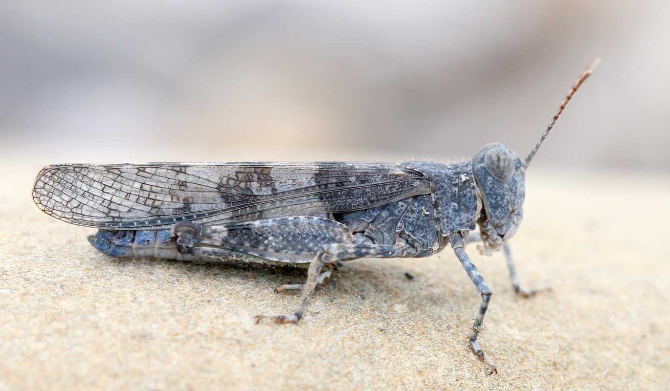 Blauflügelige Sandschrecke