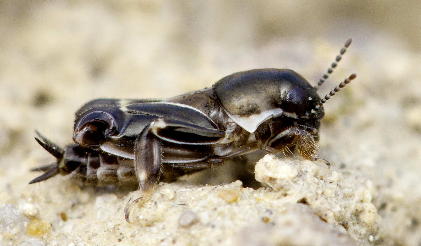 Gefleckte Grabschrecke